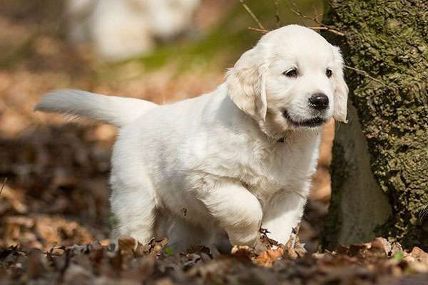 C-Wurf geboren am 01.03.2015