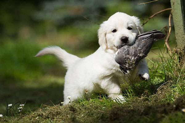 Dudley's Golden D-Wurf *25.05.2016