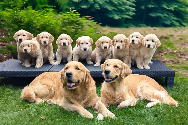 Dudley's Golden Inspectors