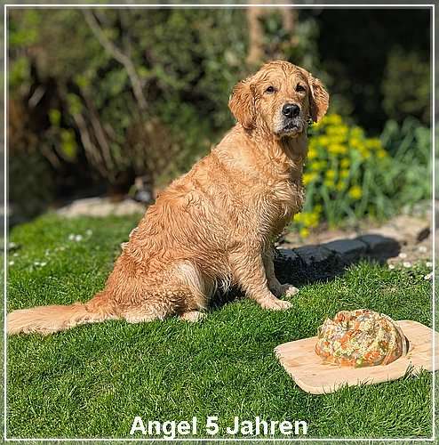 Unsere Angel feiert am 03.04.25 ihren 5 Geburtstag.