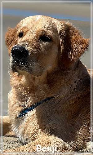 Benji, der Sohn von Stella war zum Röntgen. Seine HD ist A2/A2 und ED frei/frei wir gratulieren zum tollen Ergebnis.