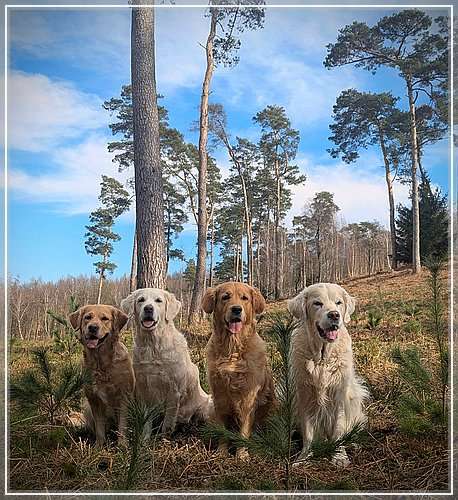 Frühlingsgrüße vom Rudel