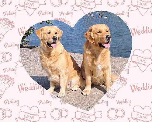 Life is life Stella of golden Mountain Lake & Vision of Hope du Vivier au Bois