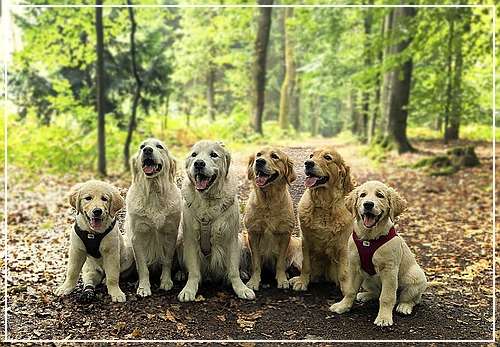 Ein Spaziergang mit unserem Rudel