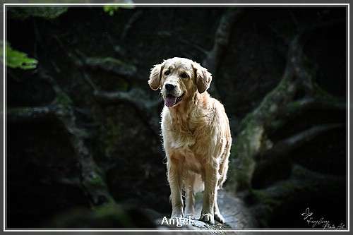 Angel-04 I-Wurf 17.05.2025, 5 Hündinnen und 4 Rüden