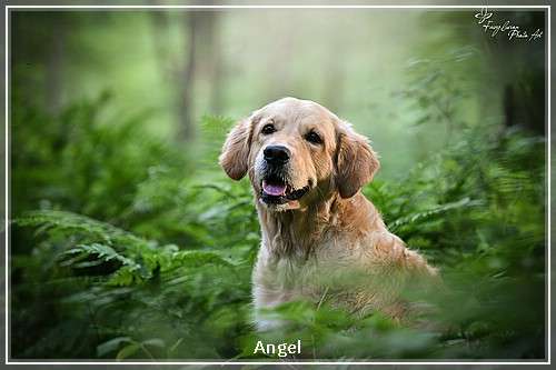 Angel-05 I-Wurf 17.05.2025, 5 Hündinnen und 4 Rüden