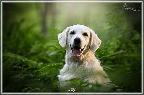 Dudley's Golden Diamond Joy Bild einer Golden Retriever Hündin namens Joy
