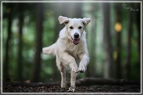 Dudley's Golden Diamond Joy Bild einer Golden Retriever Hündin im Sprung