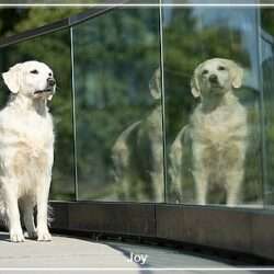 Dudley's Golden Diamond Joy