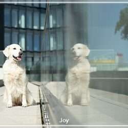 Bild einer Golden Retriever Hündin namens Joy