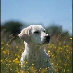 Bild einer Golden Retriever Hündin