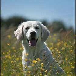 Dudley's Golden Diamond Joy