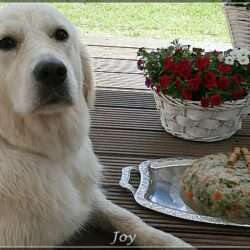 Dudley's Golden Diamond Joy