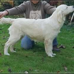 Dudley's Golden Diamond Joy