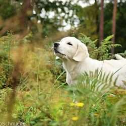 Dudley's Golden Diamond Joy