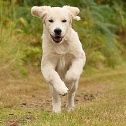 Dudley's Golden Diamond Joy