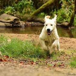 Dudley's Golden Diamond Joy