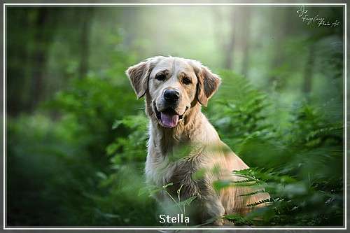 Life is Life Stella Of Golden Mountain Lake Life is Life Stella Of Golden Mountain Lake
