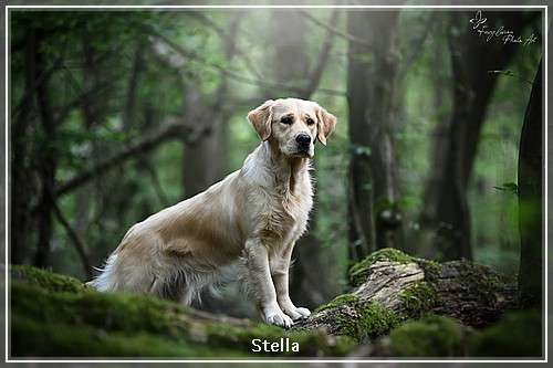 Life is Life Stella Of Golden Mountain Lake Life is Life Stella Of Golden Mountain Lake