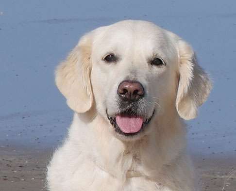 Dudley's Golden Agent Scrabble