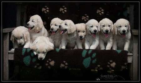 B-Wurf geboren am 23.05.2014, Eltern: Penny Lane of Redpine & Shardanell stargazer