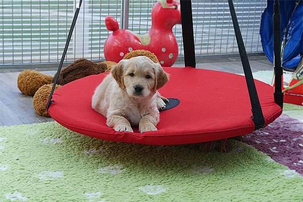 Dudley's Golden Hunter's Happiness Benji