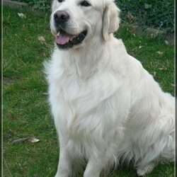 Dudley's Golden Agent Cody