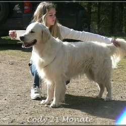 Dudley's Golden Agent Cody