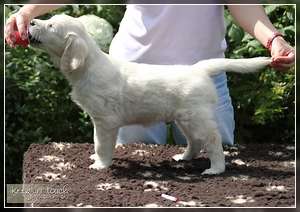 Dudley's Golden Agent Leroy