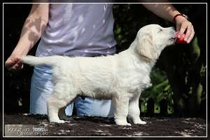 Dudley's Golden Agent Cody