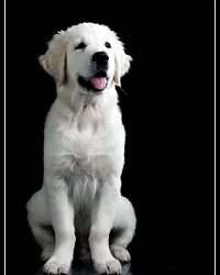 Dudley's Golden Agent Cody