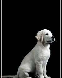 Dudley's Golden Agent Cody