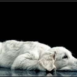 Dudley's Golden Agent Cody