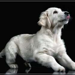 Dudley's Golden Agent Cody