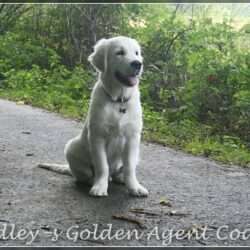 Dudley's Golden Agent Cody