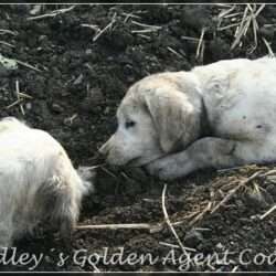 Dudley's Golden Agent Cody