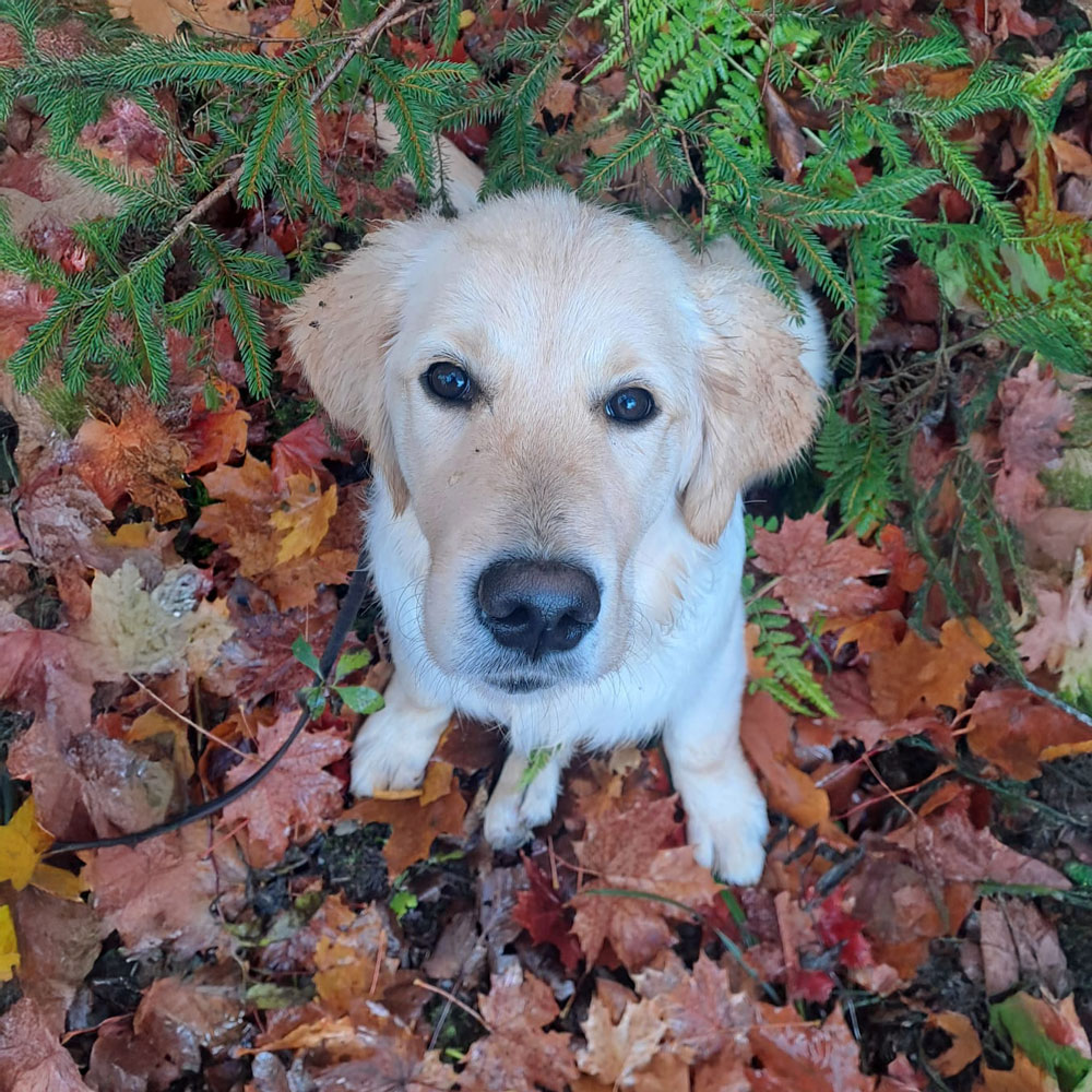 INSPECTOR Birdy Dudley's Golden INSPECTOR Birdy - *17.05.2025