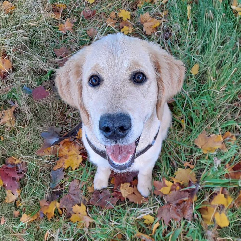 Inspector Flinte Dudley's Golden Inspector Flinte - *17.05.2025