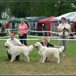 Dudley's Golden Agent Cody