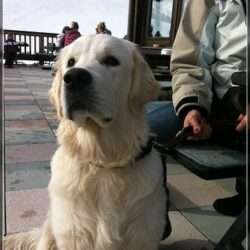 Dudley's Golden Agent Cody