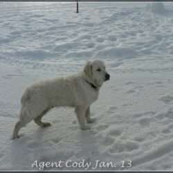 Dudley's Golden Agent Cody