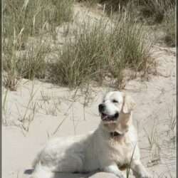 Dudley's Golden Agent Cody