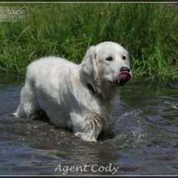 Dudley's Golden Agent Cody