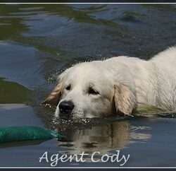 Dudley's Golden Agent Cody