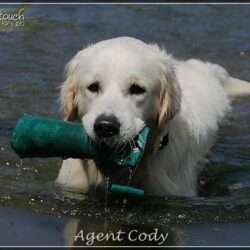 Dudley's Golden Agent Cody