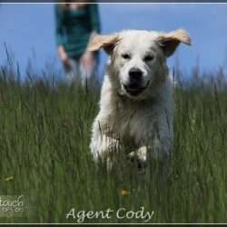 Dudley's Golden Agent Cody