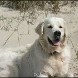 Dudley's Golden Agent Cody