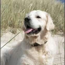 Dudley's Golden Agent Cody