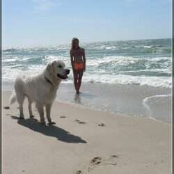 Dudley's Golden Agent Cody