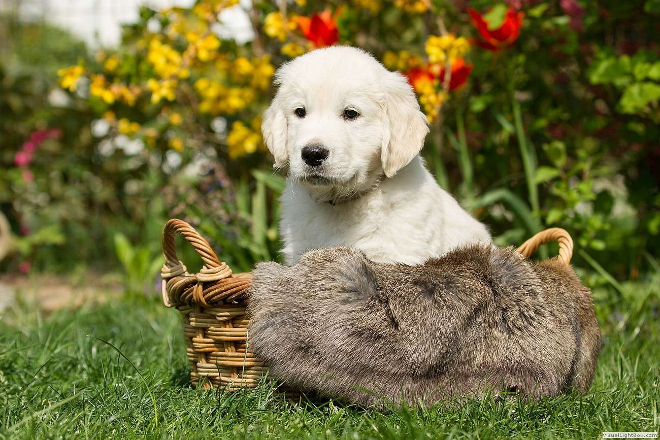 dudleys_golden_c_garten_1 I-Wurf 17.05.2025, 5 Hündinnen und 4 Rüden